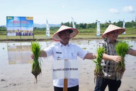 Aceh Besar tanam padi serempak dukung ketahanan pangan