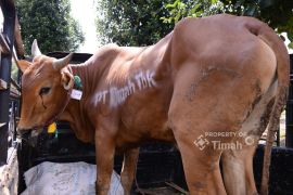 PT Timah salurkan ratusan hewan kurban jelang Idul Adha