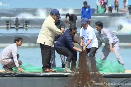 Presiden Prabowo panen raya udang di Kebumen