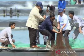 Prabowo tinjau panen raya udang di Tambak Budidaya Kebumen