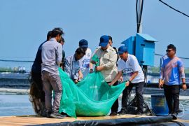 Prabowo attends shrimp harvest in Kebumen, produces Rp2.8B per hectare