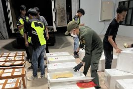 Tarakan ekspor langsung kepiting ke Hong Kong
