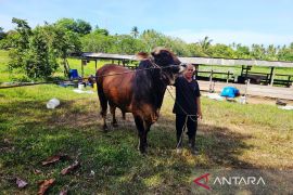 Sapi kurban presiden untuk masyarakat Pulau Terluar Indonesia