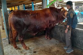 Pemkab Banyumas imbau manfaatkan RPH pemerintah saat kurban