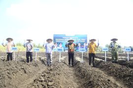 Tanam perdana bongkar ratoon tebu di Probolinggo capai 1.000 ha