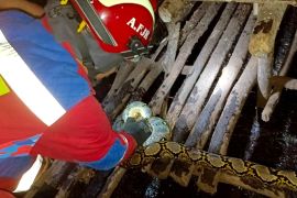 Permukiman terendam, Disdamkarmat Kotim banyak tangani ular masuk rumah