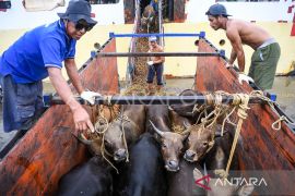 Kaltim perketat pengawasan pengiriman hewan kurban