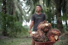 Kementan awasi perusahaan sawit hadapi El Nino demi jaga produksi