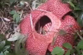 Bunga Rafflesia arnoldii ditemukan mekar sempurna di Rejang Lebong