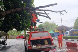 Cianjur tangani cepat pohon tumbang di jalan protokol