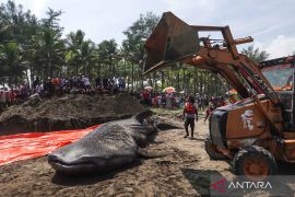 Seekor hiu tutul berbobot sekitar 1 ton terdampar di Pantai Cilacap