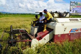 Pemkot Jayapura panen padi program cetak sawah di Koya Timur
