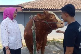 Sapi "Kang Jo" terpilih jadi hewan kurban Presiden angkat potensi peternak Lumajang