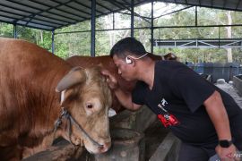 DKP3 Balikpapan pastikan sapi kurban Presiden lolos uji kesehatan