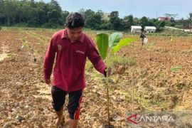 Pemprov Kaltim terapkan tiga pilar kelola demplot pisang kepok di Sepaku