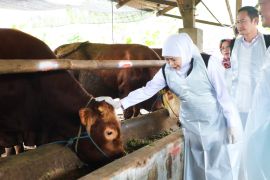 Gubernur Khofifah sebut Idul Adha dongkrak ekonomi peternak Jatim
