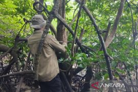 BRIN, UGM urge protection of rare mangrove species in E Kalimantan