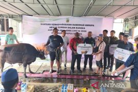 Pemerintah Papua Tengah salurkan 26 sapi kurban untuk umat muslim