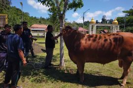 Presiden RI sumbang sapi kurban satu ton untuk masyarakat Simeulue