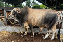 Pemkot Medan terima sapi kurban bantuan Presiden seberat 1 ton