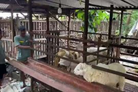 Peternak manfaatkan medsos untuk dongkrak penjualan jelang Idul Adha