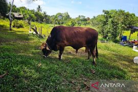 Pemkab Natuna lakukan pemeriksaan kesehatan hewan kurban di 17 kecamatan