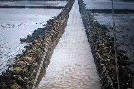Perbaikan sawah rusak ringan di Pasaman Barat selesai dikerjakan