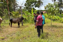 Dinas Pertanian Aceh Besar kerahkan 61 petugas kesehatan hewan
