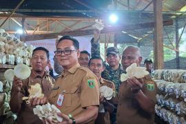 BUMDes Bahungin Tabalong kembangkan budidaya jamur Tiram