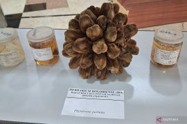 BRIN researchers uncover 29 new flora species in Indonesia
