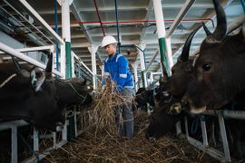 Pelni angkut 825 ekor sapi dari Kupang ke Jakarta menjelang Idul Adha