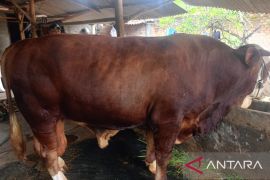 KabupatenOKU Sumsel terima bantuan sapi kurban dari Presiden