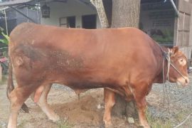Sapi kurban Presiden di Tapin capai bobot 970 kilogram
