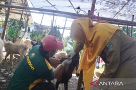 Pemkab Batang intensifkan pemeriksaan kondisi kesehatan hewan kurban cegah PMK