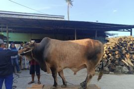 Masjid-Raya Baitul Khairaat Palu siapkan 1.500 kupon daging kurban