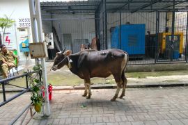 Pemkot Mataram menargetkan himpun 66 hewan kurban dari OPD