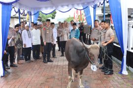 Polda Maluku beri 37 sapi kurban Idul Adha untuk masjid dan ponpes di Ambon dan Leihitu