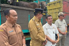 Pemkab Bartim segera salurkan 20 sapi kurban bantuan Pemprov Kalteng