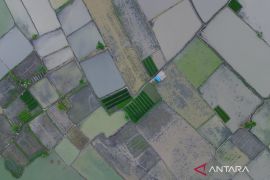 Butuh waktu, cetak sawah disiapkan untuk 100 tahun