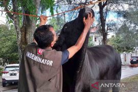 Indef proyeksikan nilai kurban sebesar Rp26,89 triliun pada 2026