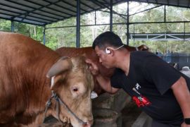 "Bison" kurban pilihan Presiden 100 persen sehat