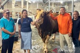 Pemkab Situbondo terima bantuan sapi kurban 1,58 ton dari Presiden