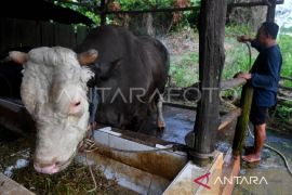 Cara aman-sehat sembelih kurban dan tangani daging