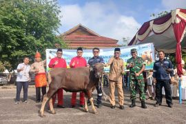 PT Timah serahkan bantuan hewan kurban bantu masyarakat Bangka Barat