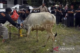 Juleha berperan penting pastikan penyembelihan kurban sesuai syariat