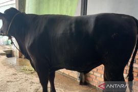 Sapi kurban Ketum Golkar berbobot setengah ton disembelih di Riau
