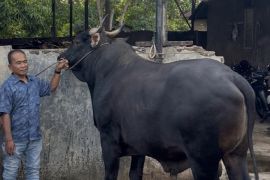 Sapi kurban dari Presiden di Pariaman dibeli seharga Rp89 juta
