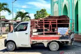 Kaltara Terima Tujuh Ekor Sapi Kurban dari Presiden Prabowo
