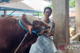 Presiden Prabowo beli 1,05 ton sapi milik peternak Kediri