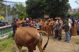 Wali Kota Sorong serahkan 30 hewan kurban untuk umat Muslim